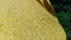 Car cover for Mahindra XEV 9E#Material_Protego Gold#Design_Gold